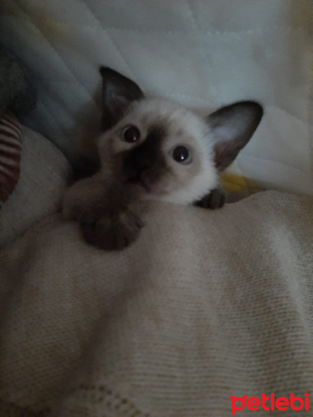 Siyam Kedisi, Kedi  Chloe fotoğrafı