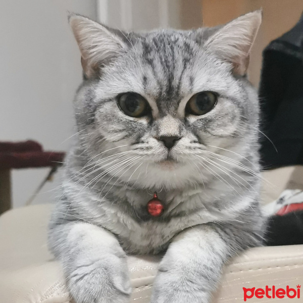 Scottish Fold, Kedi  Mia fotoğrafı