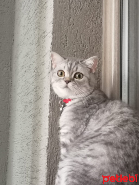 Scottish Fold, Kedi  Mia fotoğrafı