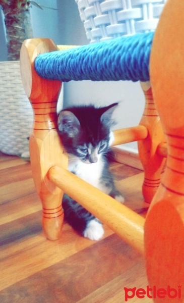 Tekir Kedi, Kedi  Pıstık fotoğrafı