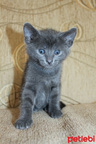 Tekir Kedi, Kedi  Şubat fotoğrafı