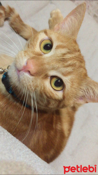 Sarman, Kedi  Tarçın fotoğrafı