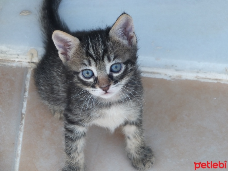Tekir Kedi, Kedi  yok fotoğrafı