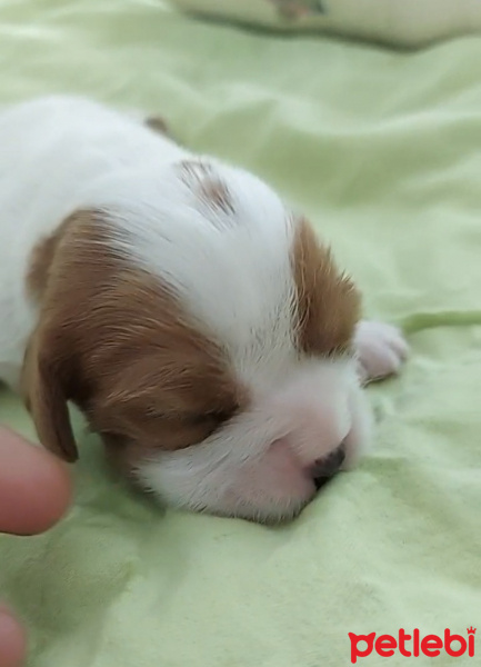 Cavalier King Charles Spanieli, Köpek  Havuç fotoğrafı