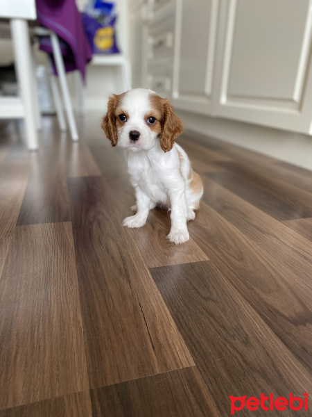 Cavalier King Charles Spanieli, Köpek  Havuç fotoğrafı