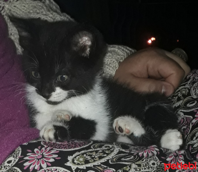 Tekir Kedi, Kedi  Gofret (gofgof) fotoğrafı