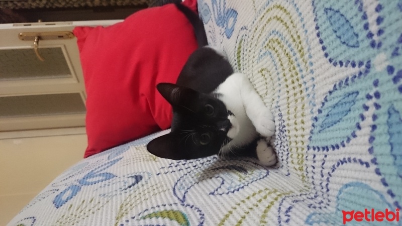 Tuxedo (Smokin) Kedi, Kedi  Kisa fotoğrafı