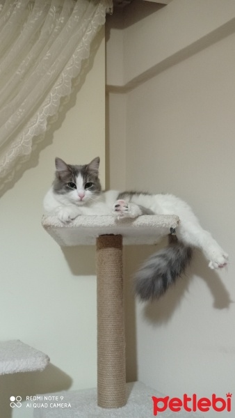 Tekir Kedi, Kedi  Toprak, mincik, duman, leyla ve umut fotoğrafı