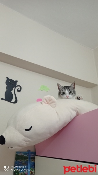 Tekir Kedi, Kedi  Toprak, mincik, duman, leyla ve umut fotoğrafı