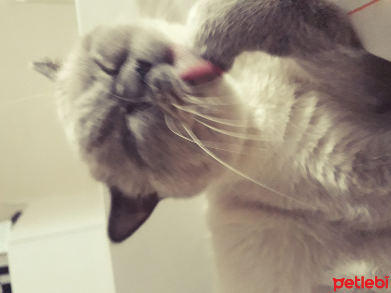 British Shorthair, Kedi  Eylül fotoğrafı