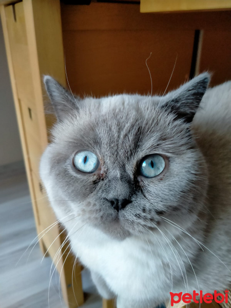 British Shorthair, Kedi  Eylül fotoğrafı