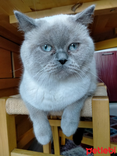 British Shorthair, Kedi  Eylül fotoğrafı