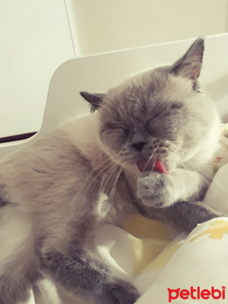 British Shorthair, Kedi  Eylül fotoğrafı