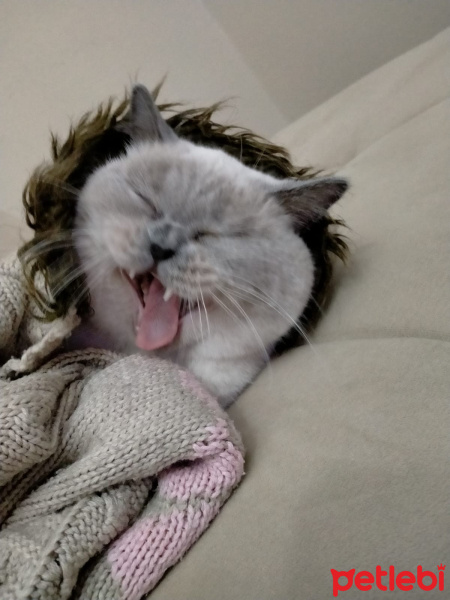 British Shorthair, Kedi  Eylül fotoğrafı