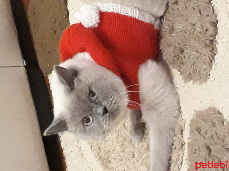 British Shorthair, Kedi  Eylül fotoğrafı