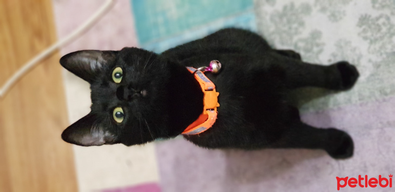 Bombay, Kedi  Düdük fotoğrafı