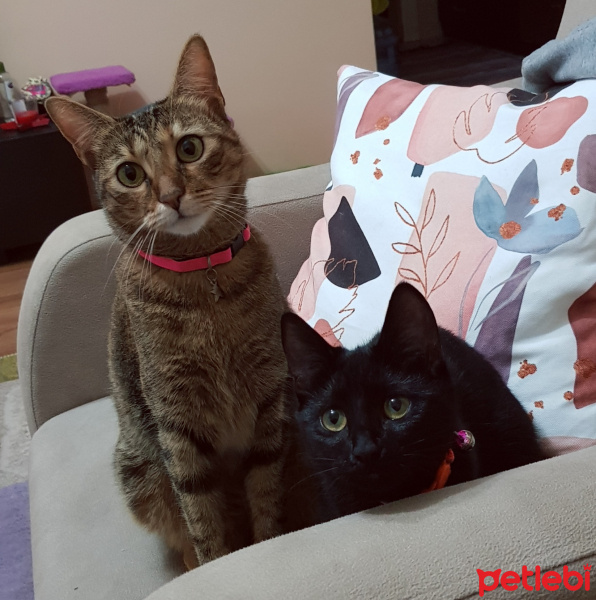 Bombay, Kedi  Düdük fotoğrafı