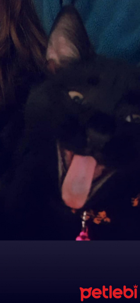 Bombay, Kedi  Düdük fotoğrafı