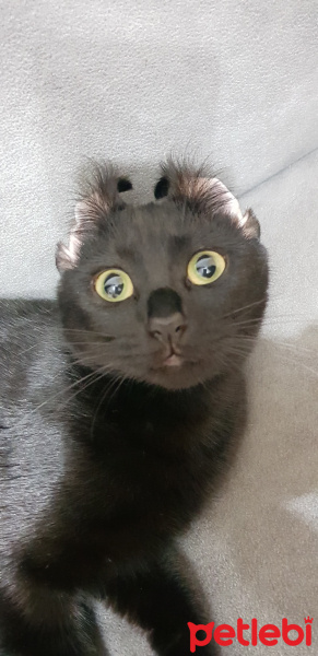 Bombay, Kedi  Düdük fotoğrafı