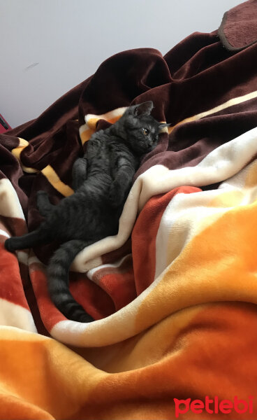 British Shorthair, Kedi  Zeytin fotoğrafı