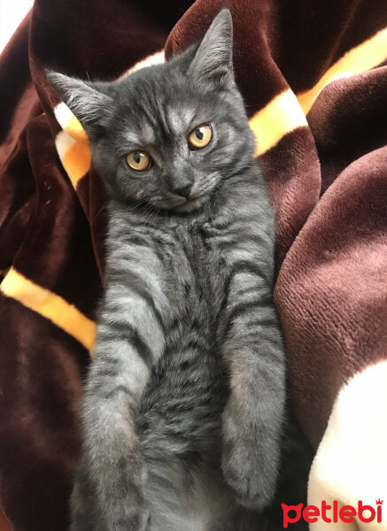 British Shorthair, Kedi  Zeytin fotoğrafı