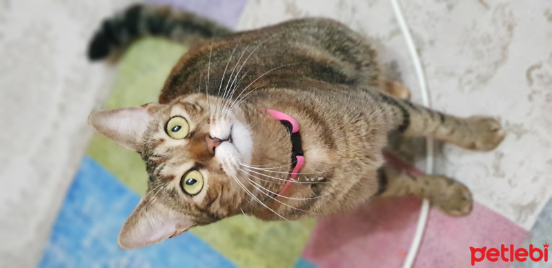 Tekir Kedi, Kedi  JR. Eyşan fotoğrafı