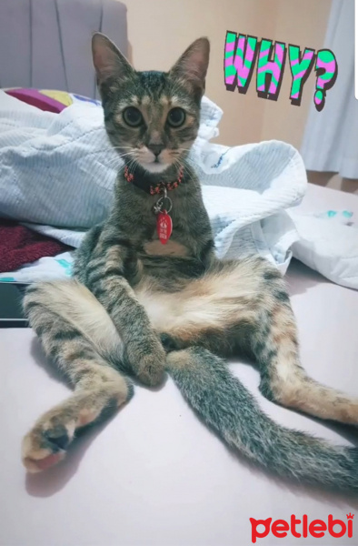 Tekir Kedi, Kedi  JR. Eyşan fotoğrafı