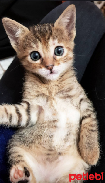 Tekir Kedi, Kedi  JR. Eyşan fotoğrafı