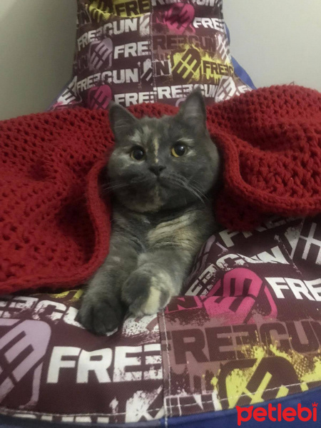 British Shorthair, Kedi  Patik fotoğrafı