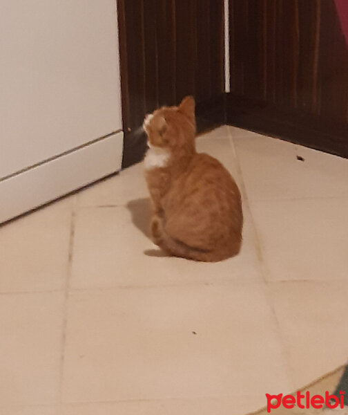 Sarman, Kedi  Lokma fotoğrafı