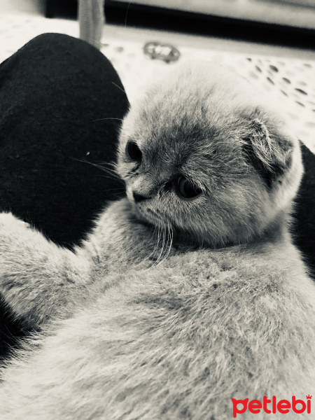 Scottish Fold, Kedi  Sütlaç fotoğrafı