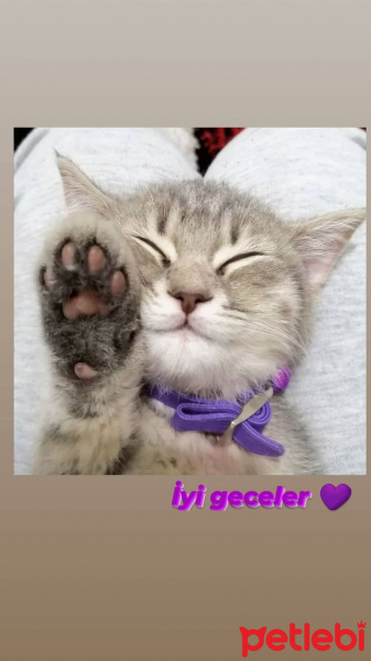 British Shorthair, Kedi  Petek fotoğrafı