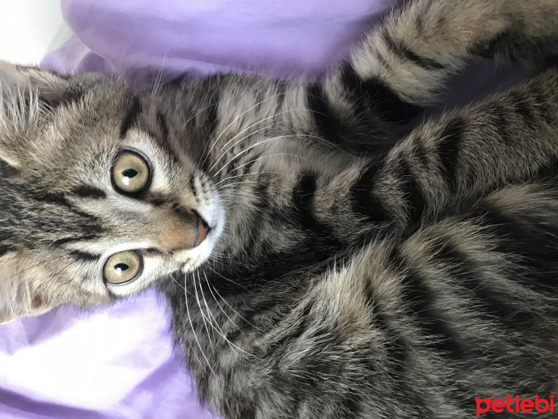 Tekir Kedi, Kedi  Ponçik fotoğrafı