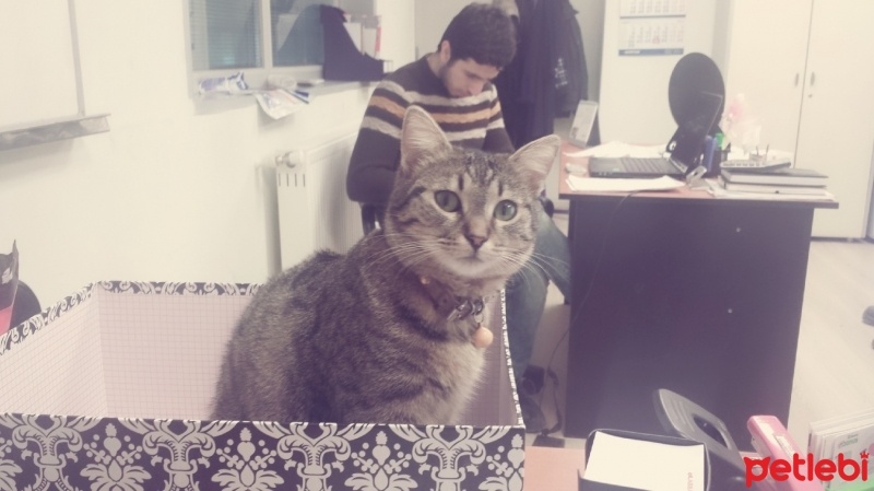Tekir Kedi, Kedi  PAKİZE fotoğrafı