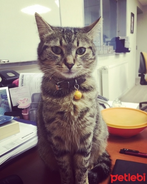 Tekir Kedi, Kedi  PAKİZE fotoğrafı