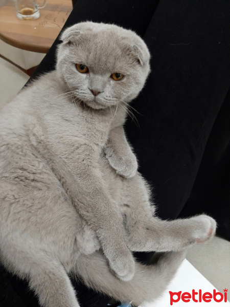 Scottish Fold, Kedi  Tedi fotoğrafı