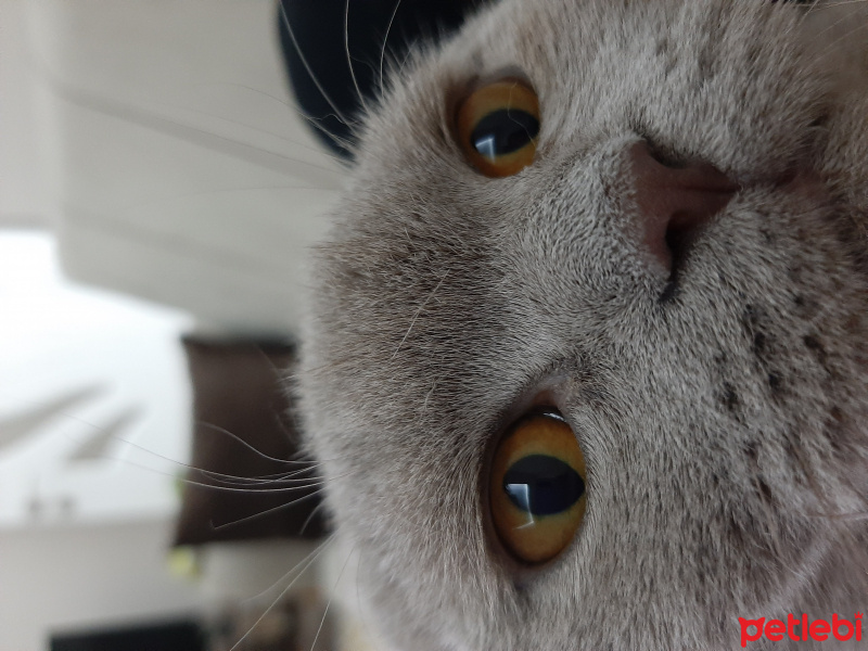 Scottish Fold, Kedi  Tedi fotoğrafı