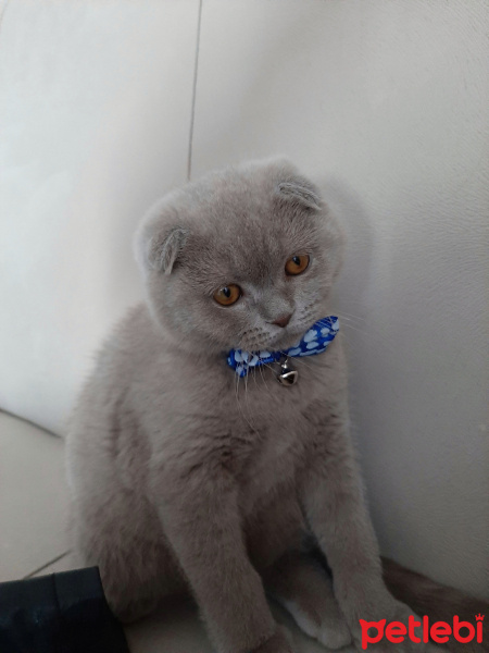 Scottish Fold, Kedi  Tedi fotoğrafı