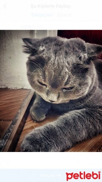 Scottish Fold, Kedi  Paşam fotoğrafı