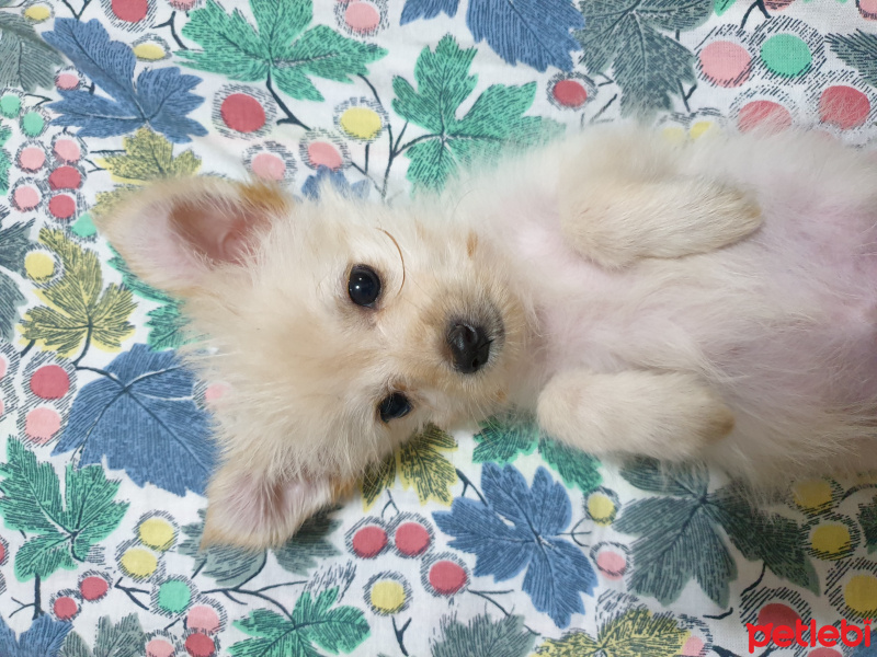 Maltese, Köpek  Toffie fotoğrafı