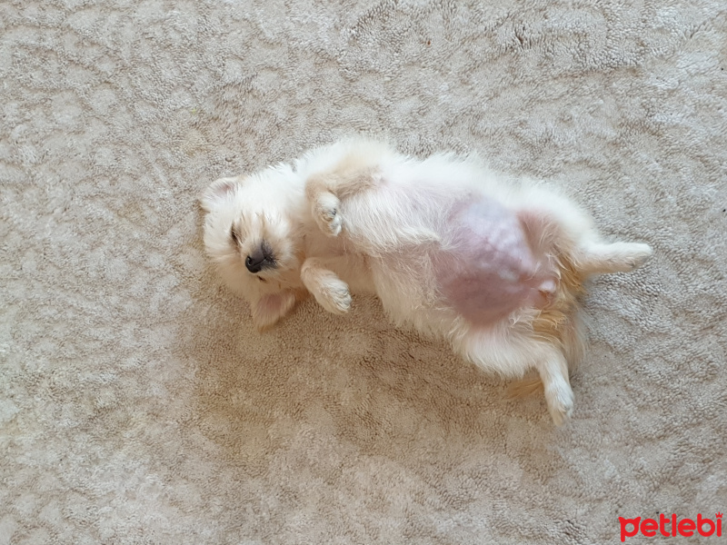 Maltese, Köpek  Toffie fotoğrafı
