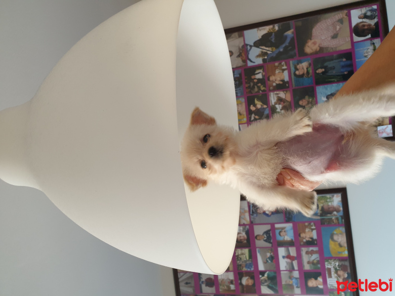 Maltese, Köpek  Toffie fotoğrafı