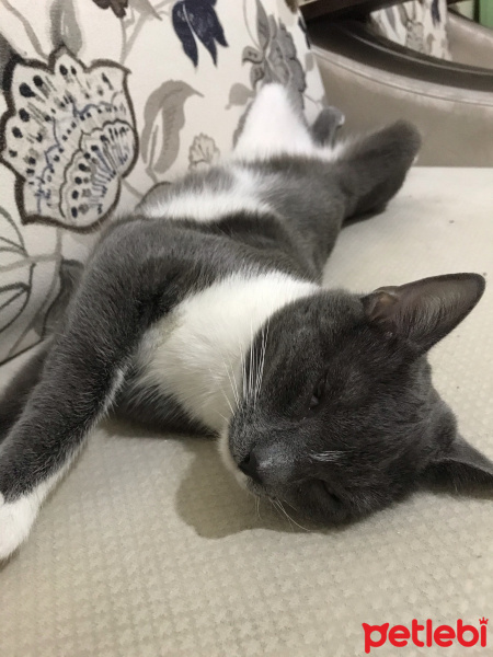 Abyssinian, Kedi  Duman fotoğrafı