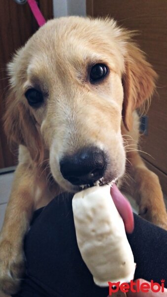 Golden Retriever, Köpek  Misha fotoğrafı