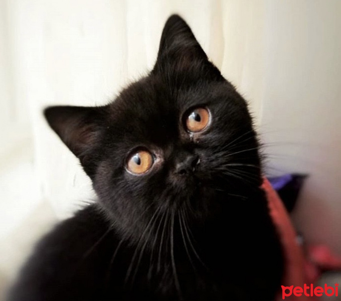 British Shorthair, Kedi  Pumpkin fotoğrafı
