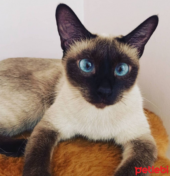 Siyam Kedisi, Kedi  Elsa fotoğrafı