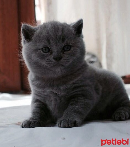 Scottish Fold, Kedi  adı henüz yok fotoğrafı
