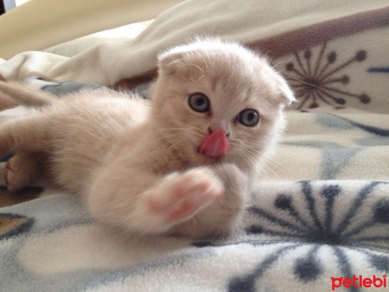 Scottish Fold, Kedi  adı henüz yok fotoğrafı