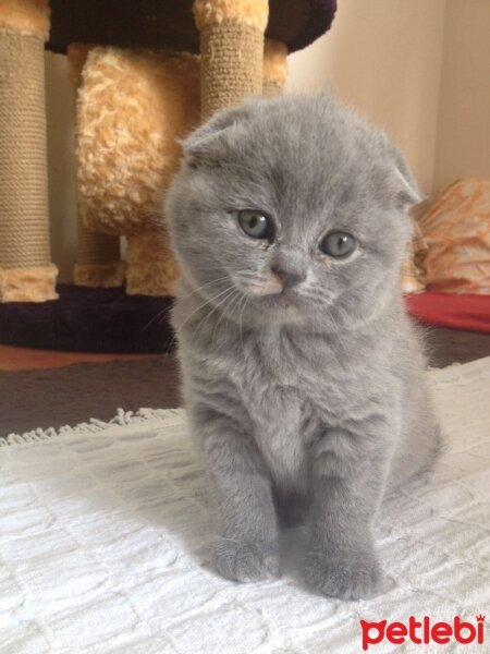 Scottish Fold, Kedi  adı henüz yok fotoğrafı