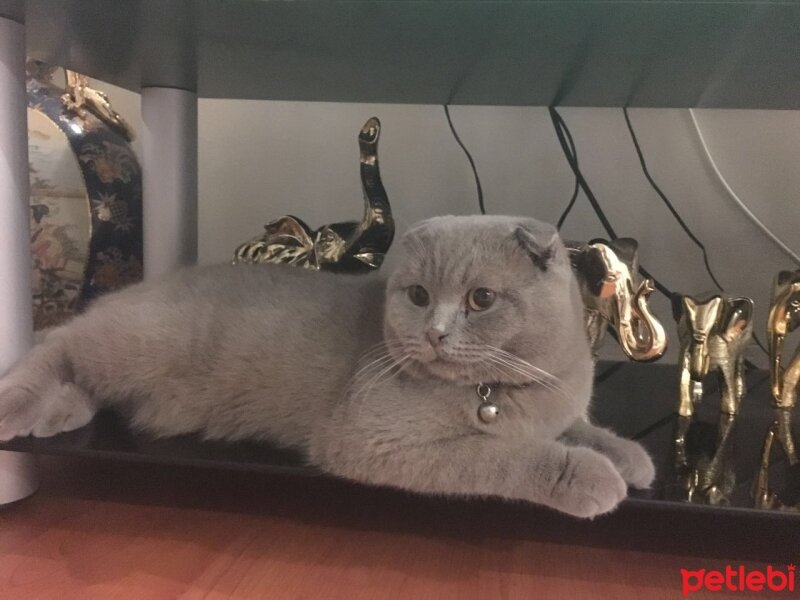 Scottish Fold, Kedi  adı henüz yok fotoğrafı